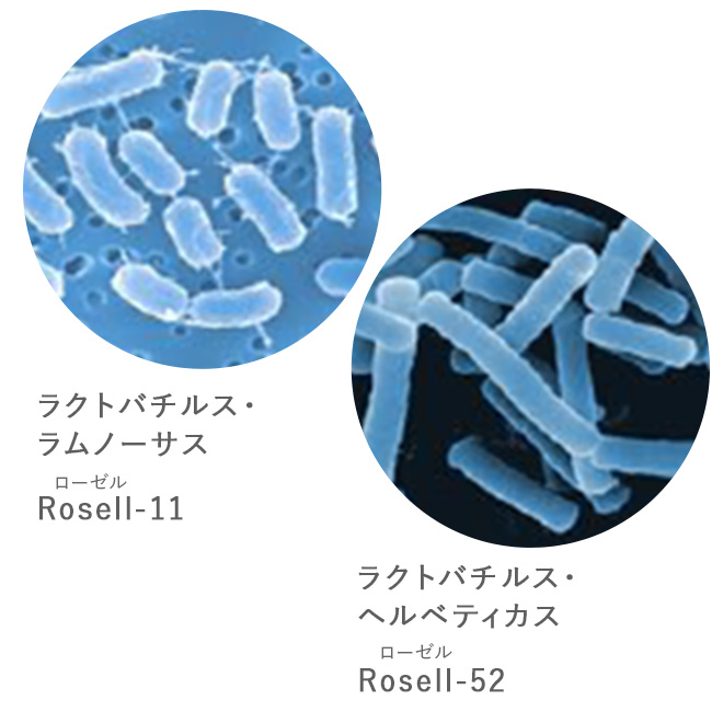 乳酸菌Rosell-11&Rosell-52